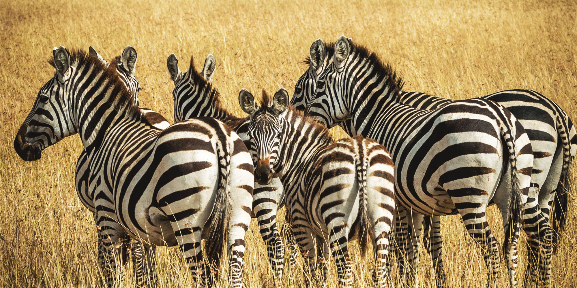 Gbys_web_header_branding_AM_190403_vers2