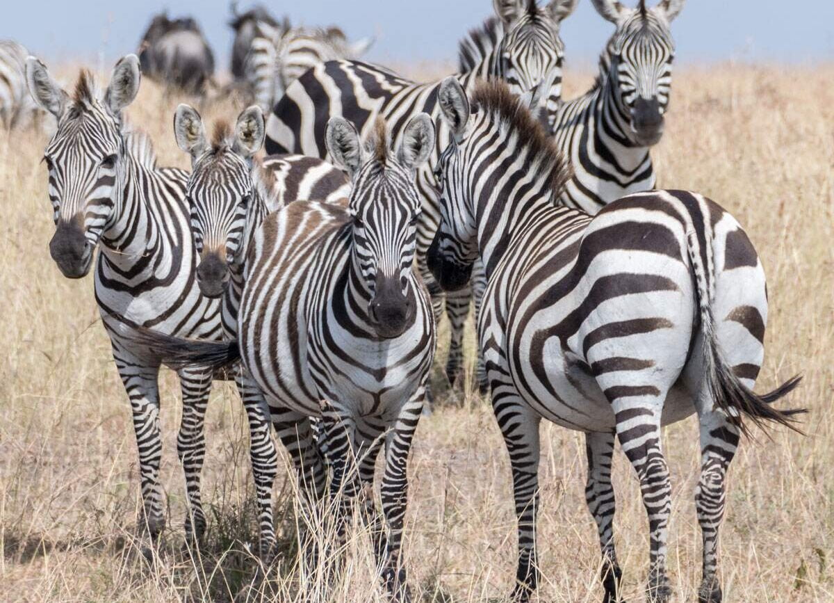 Svg+xml;charset=utf 8,%3Csvg Xmlns%3D'http%3A%2F%2Fwww.w3