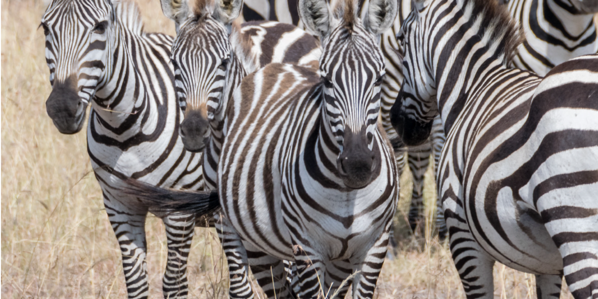 Gbys_Branding Service_Graphics_DC_230726_V1-01