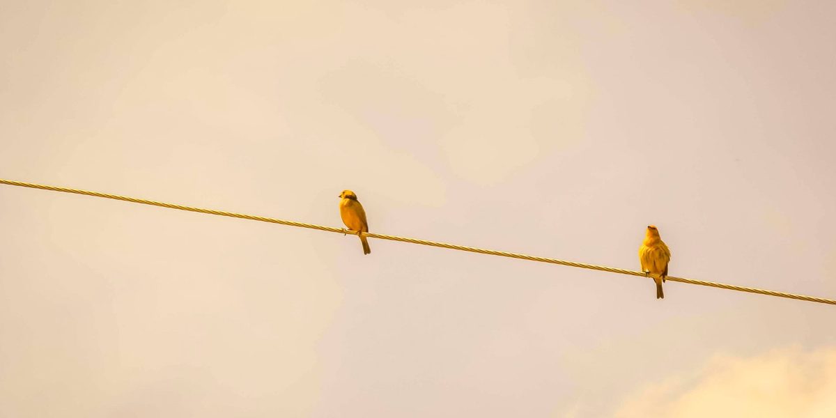 Få ideer til at komme i gang med den grønne omstilling.