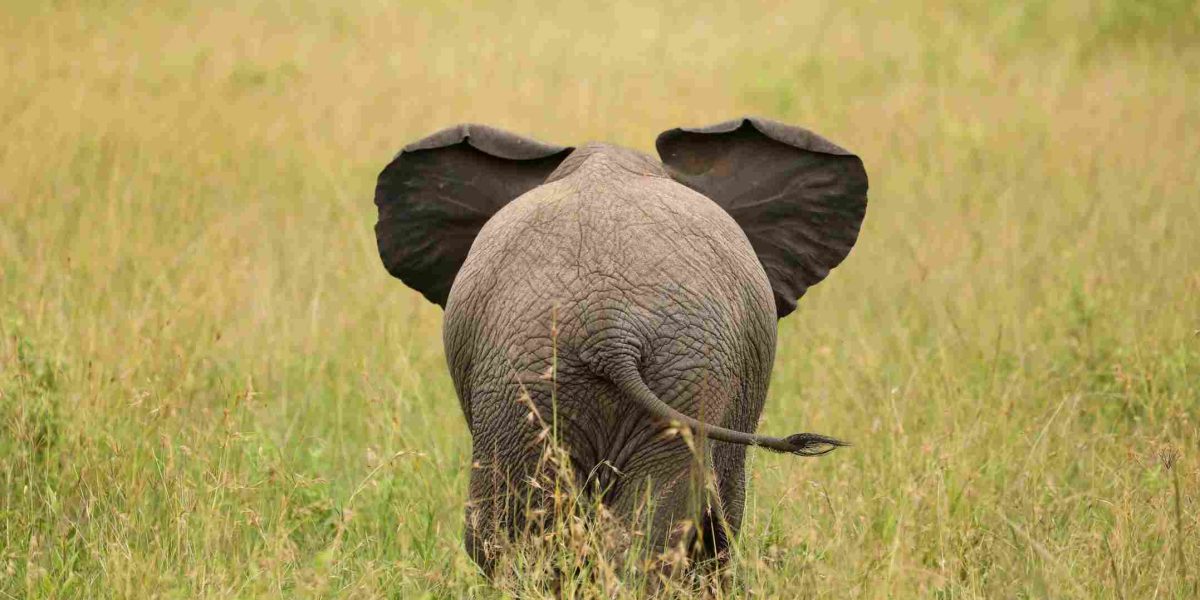 Et bæredygtigt kommunikationstrick